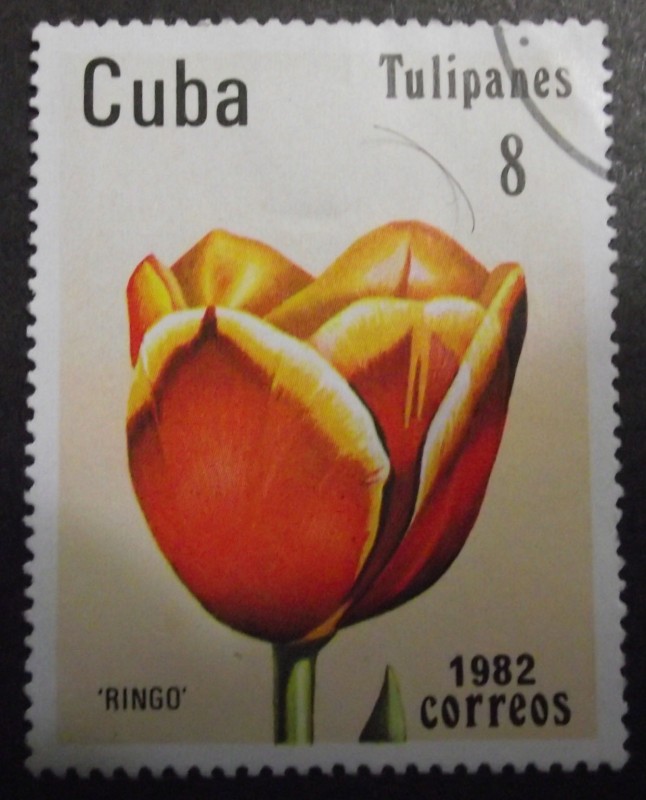 Tulipan