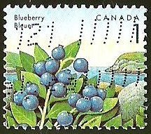 BLUEBERRY BLEVET