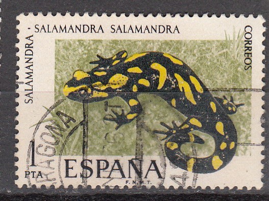 E2272 FAUNA: Salamandra (87)