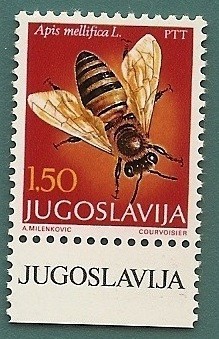 Himenópteros -  Abeja de la miel