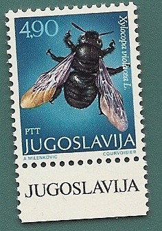 Himenópteros - Abejorro - Xylocopa violacea