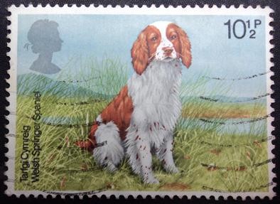 Welsh Springer  Spaniel