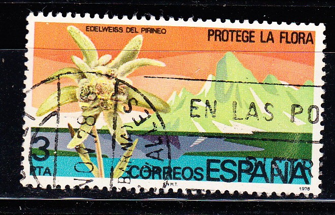 E2469 EDELWEISS DEL PIRINEO (183)