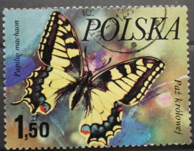 papilio machaon