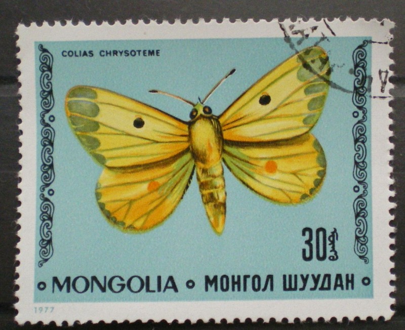 colias chrysoteme