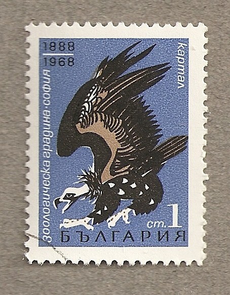 Aguila