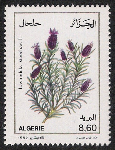 FLORES: 6.102.024,00-MEDICINAL-Lavandula stoechas