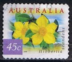 Hibbertia Scandens (5)