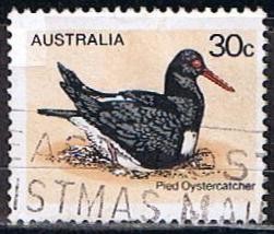 Scott  685  Pied Oystercatcher (2)