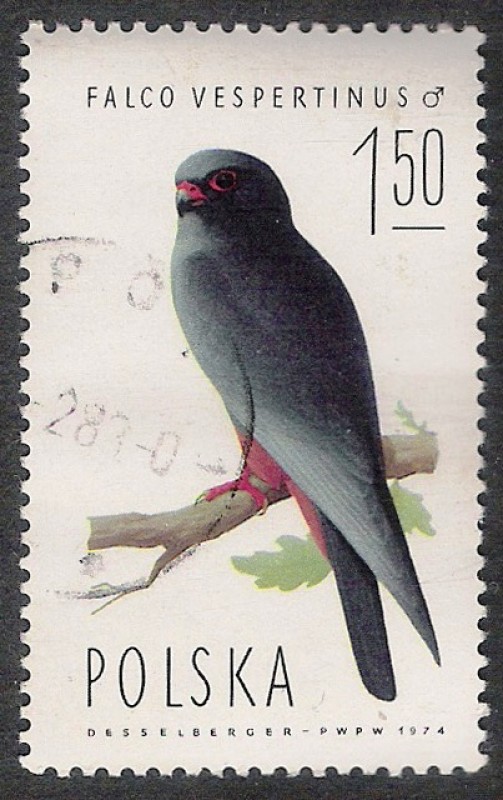 AVES: 2.211.003,01-Falco vespertinus macho -Sc.2076