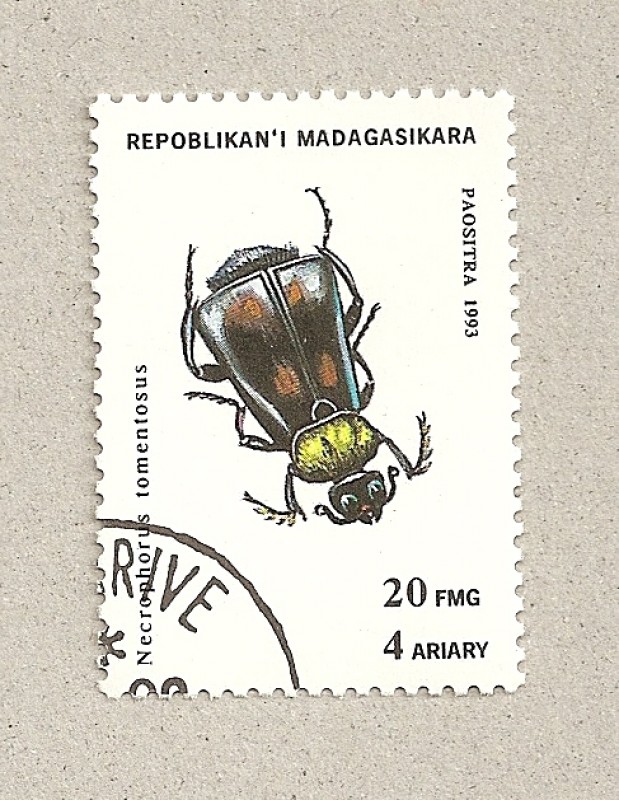 Necrophorus tomentosus