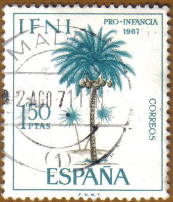 IFNI - PALMERA DE COCO