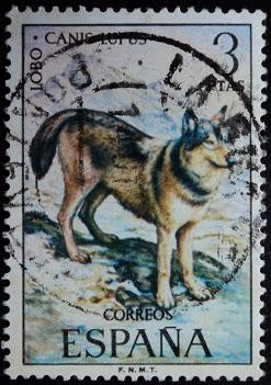 Lobo / Canis lupus