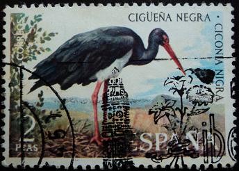 Cigüeña negra / Ciconia nigra