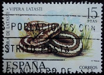 Víbora / Vipera latasti