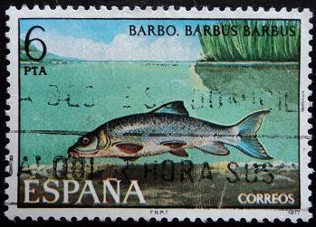 Barbo / Barbus barbus