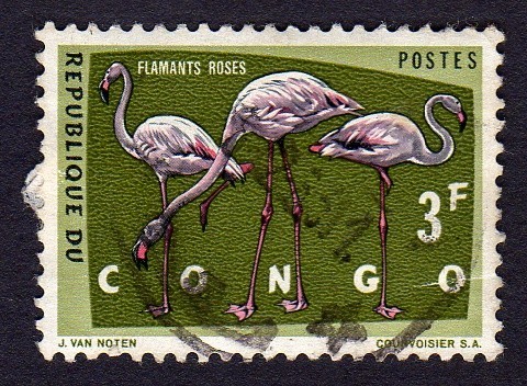 FLAMANTS ROSES