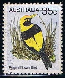 Regent Bower Bird