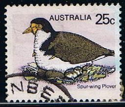 Spur-Wing plover