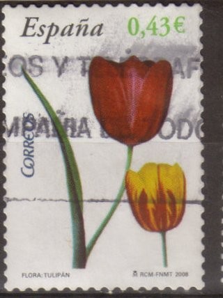 Tulipanes