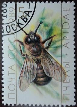 Abeja