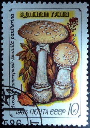 Amanita pantherina