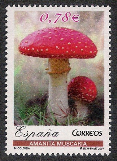 SETAS-HONGOS: 1.232.032,00-Amanita muscaria