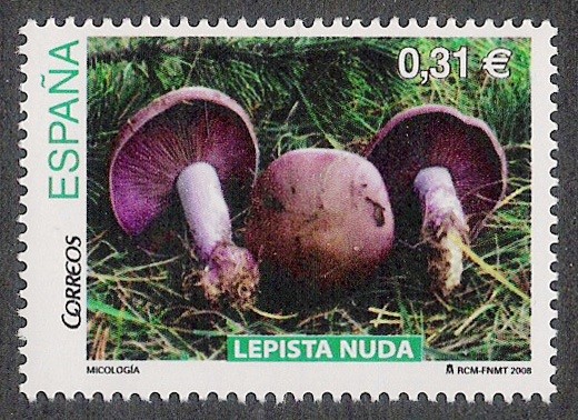 SETAS-HONGOS: 1.232.042,00-Lepista nuda