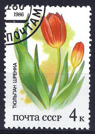 Tulipán.