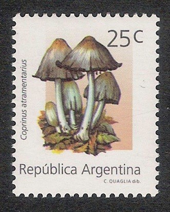 SETAS-HONGOS: 1.106.051,00-Psilocybe cubensis