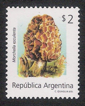 SETAS-HONGOS: 1.106.055,00-Morchella esculenta