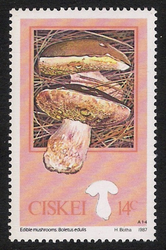 SETAS-HONGOS: 1.128.001,00-Boletus edulis