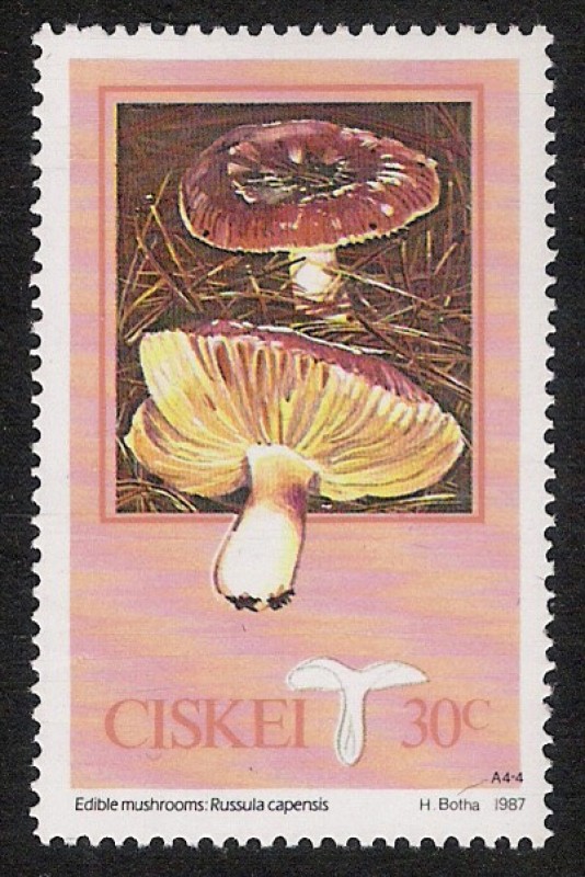 SETAS-HONGOS: 1.128.004,00-Russula capensis