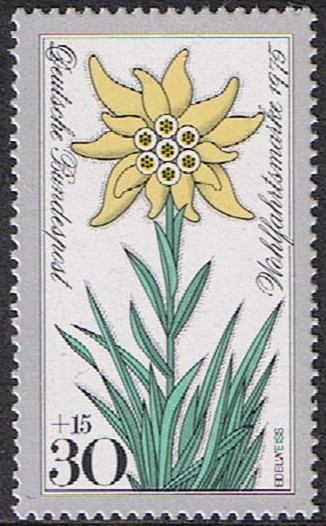 FLORA DE LOS ALPES. EDELWEISS