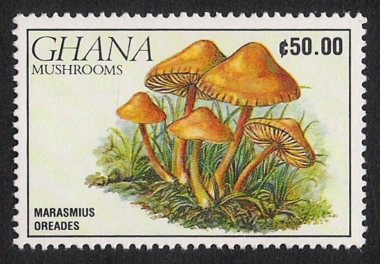 SETAS-HONGOS: 1.154.022,00-Marasmius odeades