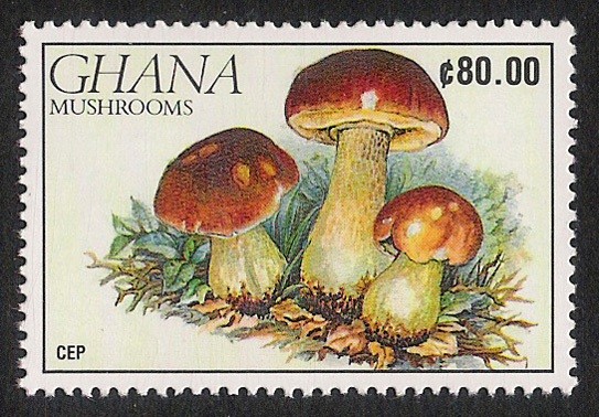 SETAS-HONGOS: 1.154.024,00-Boletus edulis