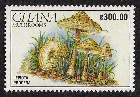 SETAS-HONGOS: 1.154.027,00-Lepiota procera