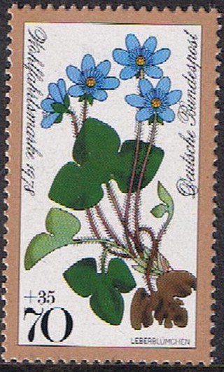 FLORES DE LOS BOSQUES. ANÉMONA HEPÁTICA