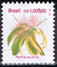 Pachira aquatica