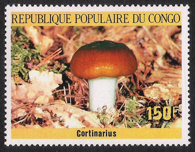 SETAS-HONGOS: 1.131.012,00-Cortinarius sp.