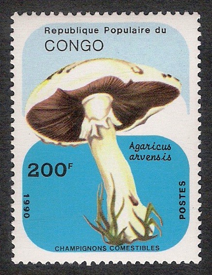 SETAS-HONGOS: 1.131.047,00-Agaricus arvensis