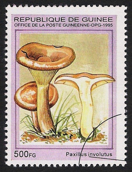 SETAS-HONGOS: 1.160.033,0-Paxillus involutus