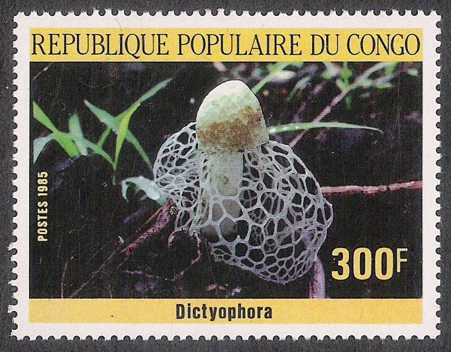 SETAS-HONGOS: 1.131.014,00-Dictyophora sp.