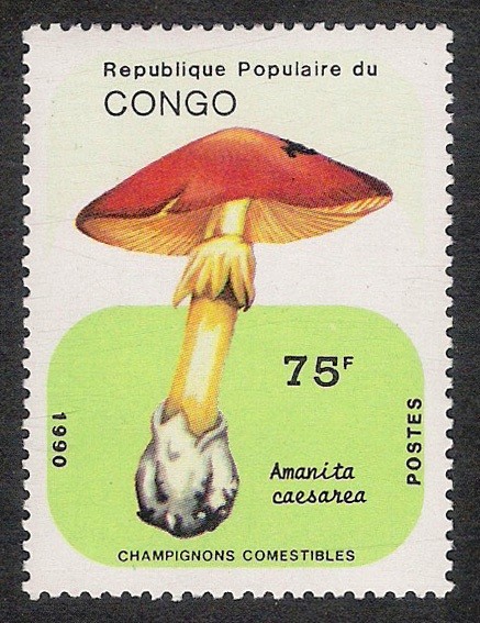 SETAS-HONGOS: 1.131.043,00-Amanita caesarea