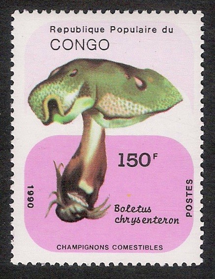 SETAS-HONGOS: 1.131.046,00-Boletus chrysenteron