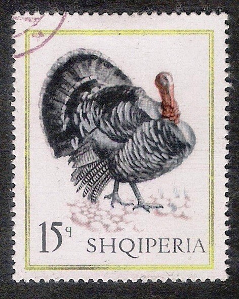 AVES: 2.101.151,00-Meleagris gallopavo