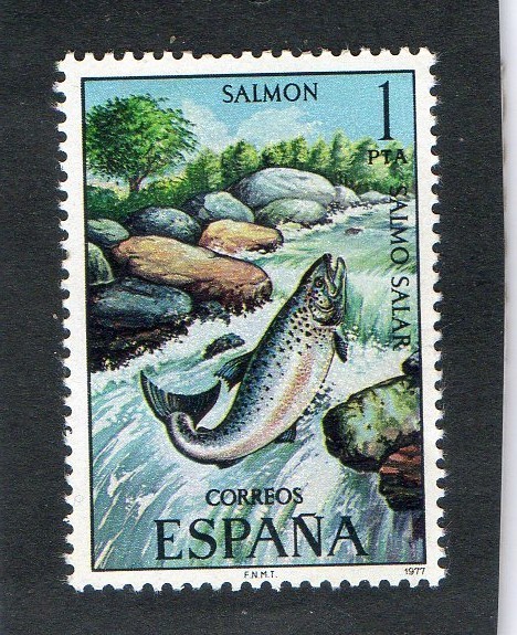 2403- SALMO SALAR