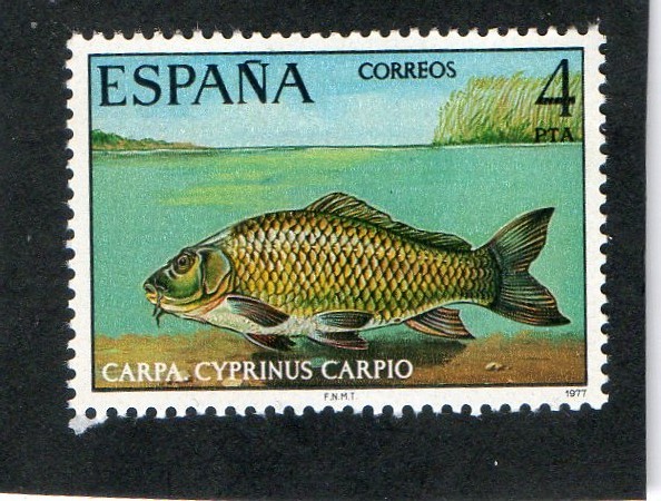 2406- CARPA. CYPRINUS.CARPIO