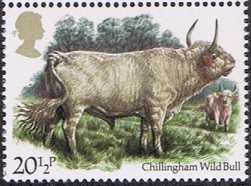 LA CRIA DE GANADO BRITÁNICA.TORO SALVAJE CHILLINGHAM