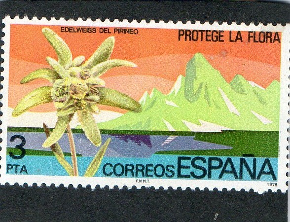 2469- EDELWEISS DEL PIRINENO